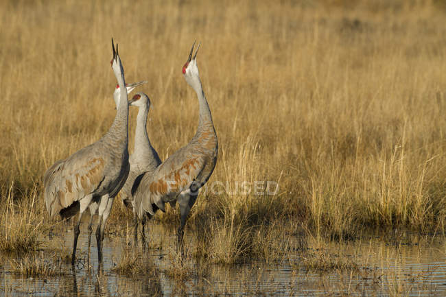 Sandhill cranes standing and calling in marsh grass — Stock Photo