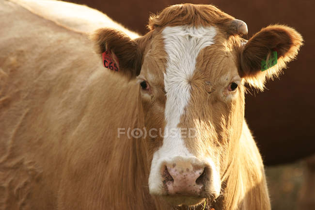 Retrato de vaca com marcas de orelha perto de Water Valley, Alberta, Canadá . — Fotografia de Stock
