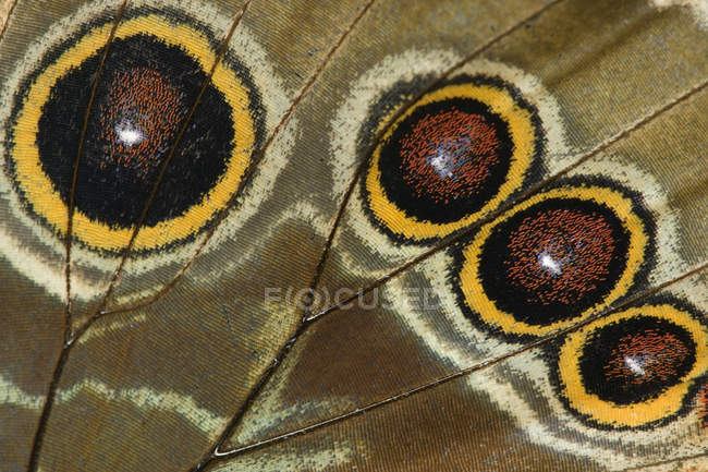 Close-up of butterfly wing pattern. — Stock Photo