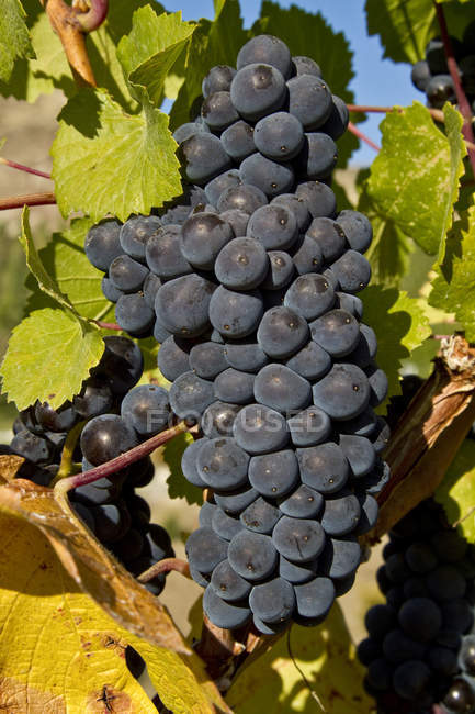 Ripe Pinot Noir grapes on vine at farm, close-up. — Stock Photo