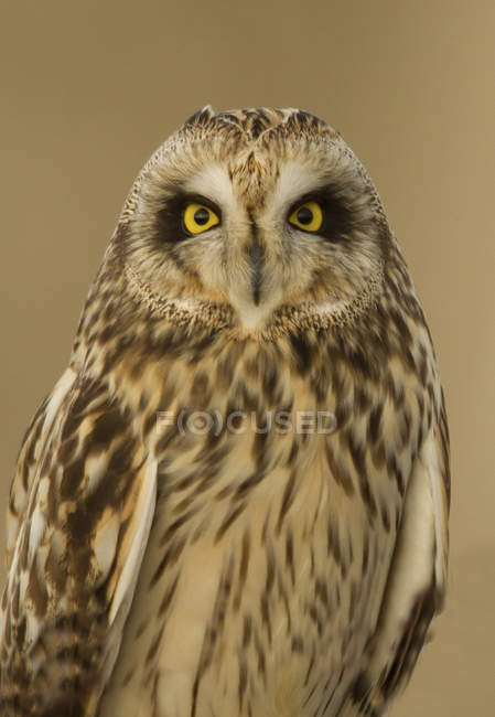 Portrait of short-eared owl on plain background. — Stock Photo