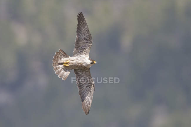 Faucon pèlerin gris volant les ailes tendues en l'air . — Photo de stock