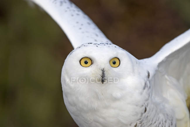 Крупним планом біла засніжена сова в польоті . — стокове фото