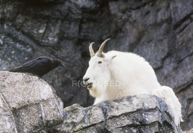 Скалистая горная коза и ворона в Калгарийском зоопарке, Калгари, Альберта, Канада . — стоковое фото