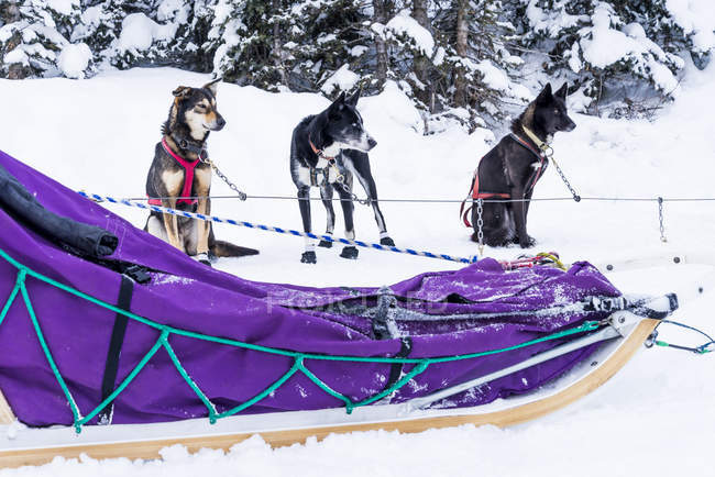 Sled dogs resting near sledge at Lake Louise, Banff National Park, Alberta, Canada — Stock Photo