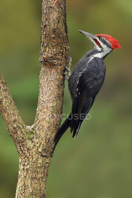 Pileated woodpecker perched on tree branch in woodland. — Stock Photo