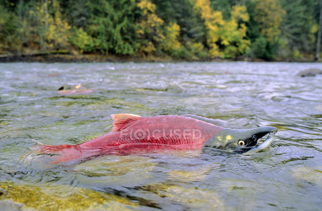 Spawning sockeye salmon fish in water of British Columbia, Canada — Stock Photo