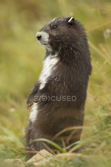 Vancouver Island Marmot con patrón de piel de pie en la hierba del prado, primer plano . - foto de stock