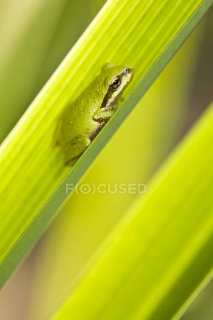 Nahaufnahme eines grünen pazifischen Laubfrosches, der auf einem Pflanzenblatt sitzt. — Stockfoto