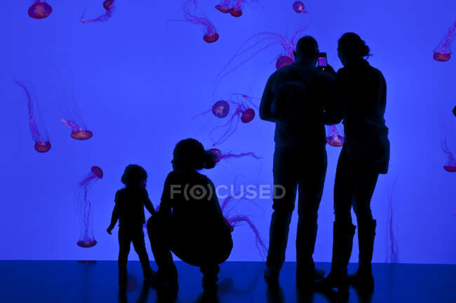 Besucher betrachten Quallen in der Planet Jellies Galerie im Riplys Aqarium of Canada am Fuße des CN Tower, Toronto, Kanada — Stockfoto