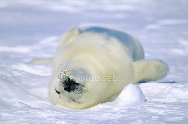Jovem foca harpa roncando na neve . — Fotografia de Stock