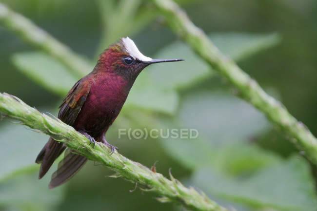 Colpo di neve colibrì appollaiato sulla pianta tropicale, primo piano . — Foto stock
