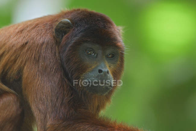 Portrait de singe hurleur roux aux cheveux bruns — Photo de stock