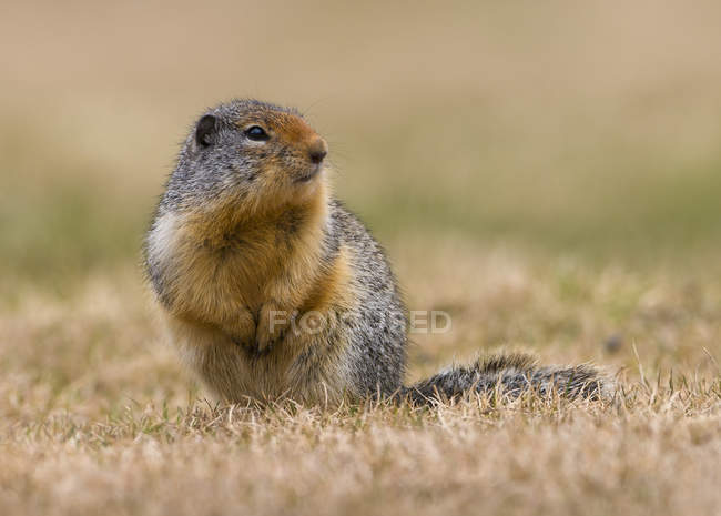 Columbian ground squirrel in meadow of Manning Provincial Park, British Columbia, Canada — Stock Photo