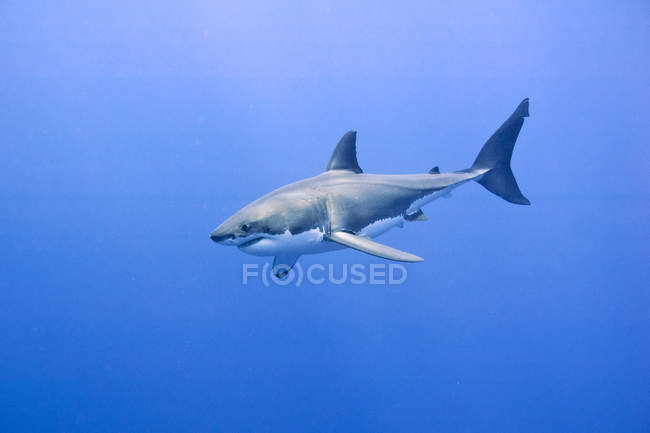 Gran tiburón blanco nadando en agua de mar azul . - foto de stock