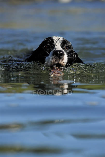 Springer Spaniel nageant dans l'eau du lac, gros plan — Photo de stock