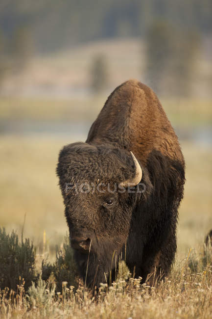 Plains bison bull pastoreando no prado do Parque Nacional de Yellowstone, Montana, EUA — Fotografia de Stock
