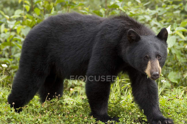 Black bear in Coast mountains near Stewart in British Columbia, Canada — Stock Photo