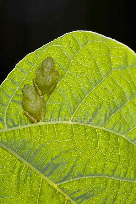 Закри зелений Тихоокеанського жаби дерева, сидячи на заводі лист. — стокове фото