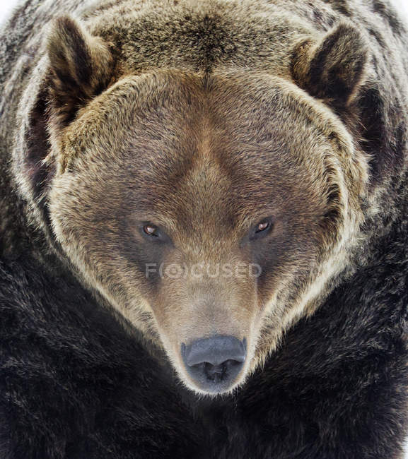 Grizzly orso guardando in macchina fotografica, full frame . — Foto stock