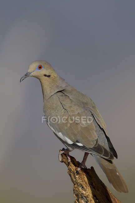 White-winged dove on wooden perch outdoors. — Stock Photo