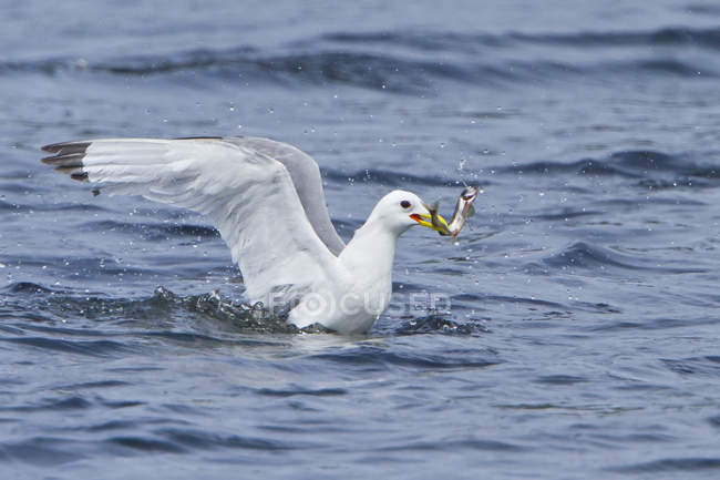 Black-legged kittiwake catching fish with wings outstretched in water. — Stock Photo