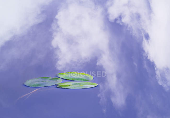 Resumen de almohadillas de lirio y reflejo de nubes en el agua del lago - foto de stock