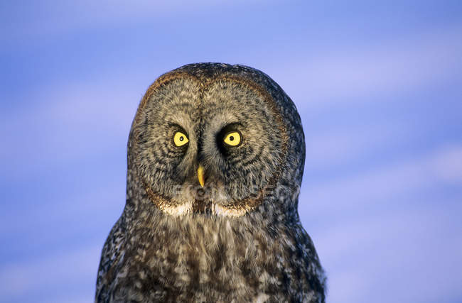 Portrait of adult great gray owl against snowy background. — Stock Photo
