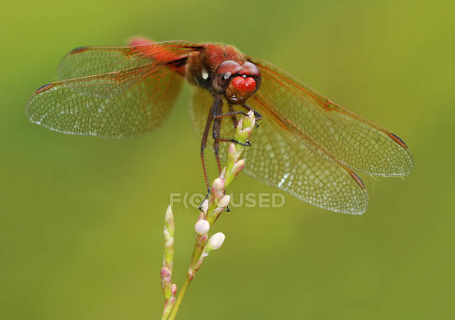 Cardeal Meadowhawk libélula sentado na planta ao ar livre . — Fotografia de Stock