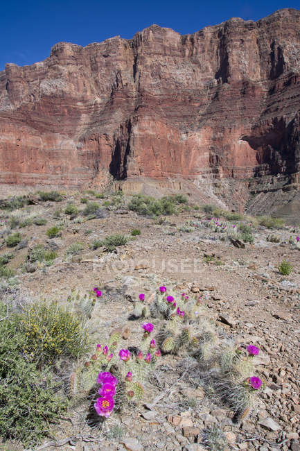 Мохаве колючие грушевые кактусы в засушливом ландшафте Таннер Трейл, Гранд Каньон, Аризона, США — стоковое фото