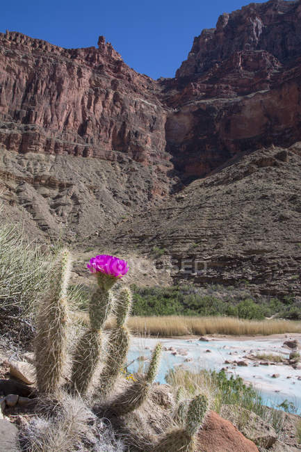 Cactus de pera espinosa Mojave que crecen en Little Colorado River, Gran Cañón, Arizona, Estados Unidos - foto de stock
