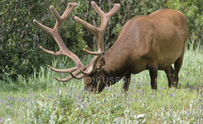 Elk deer grazing in forest of Alberta Canada. — Stock Photo