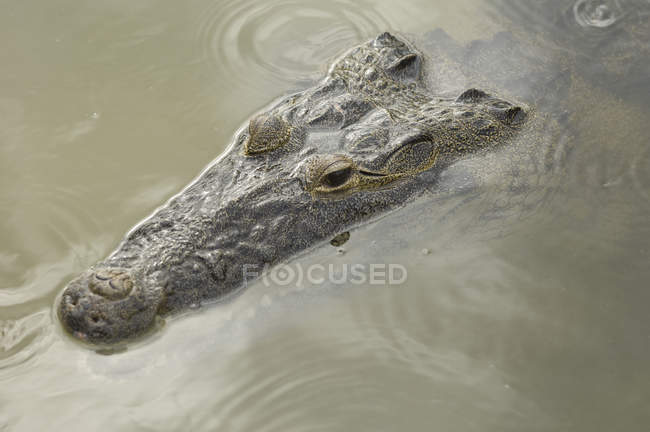 Mexikanisches Krokodil im Flusswasser von coba, quintana roo, Mexico — Stockfoto