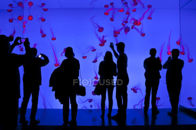 Besucher betrachten Quallen in der Planet Jellies Gallery im Riplys Aqarium of Canada am Fuße des CN Tower, Toronto, Kanada. — Stockfoto