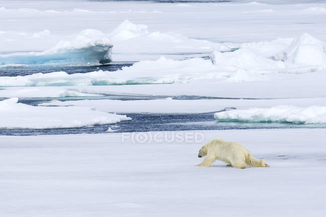 Oso polar descansando sobre hielo, archipiélago de Svalbard, Ártico noruego - foto de stock