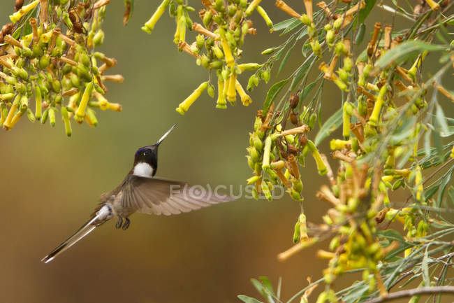 Bearded mountaineer flying while feeding at flowering plant in rain forest. — Stock Photo