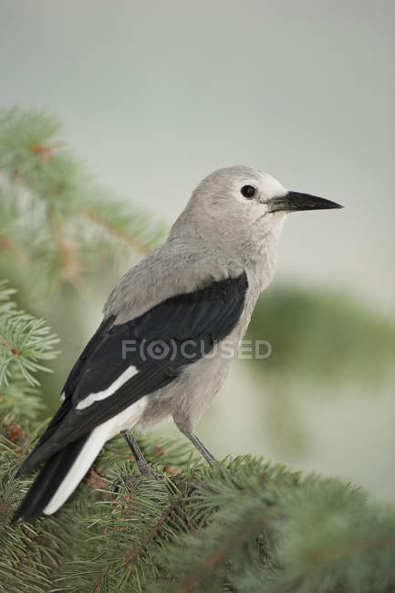 Nussknacker-Vogel sitzt auf Nadelbaum-Ast. — Stockfoto
