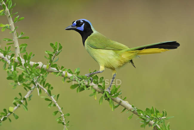 Green jay bird perching on plant branch. — Stock Photo