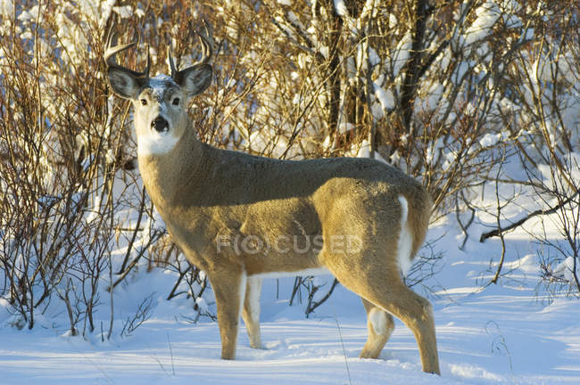 Veado de cauda branca macho em pé na neve sob luz solar brilhante — Fotografia de Stock