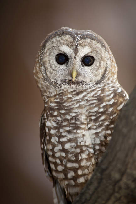 Northern spotted owl sitting outdoors, portrait. — Stock Photo