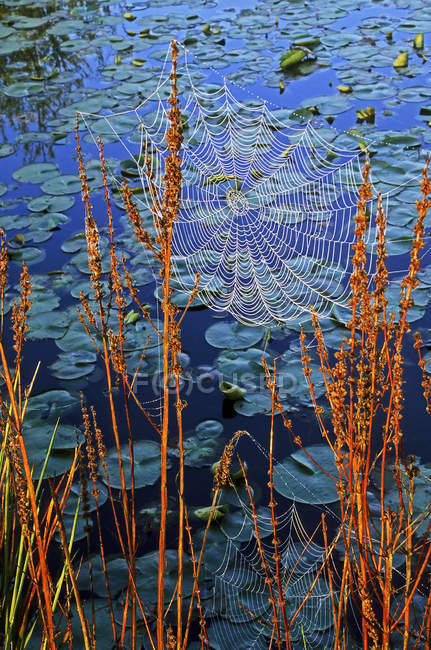 Spinnennetz an goldenen Zweigen gegen Sumpf mit Wasserpflanzen — Stockfoto