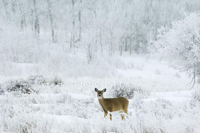 Cervo dalla coda bianca femmina in prato ghiacciato — Foto stock