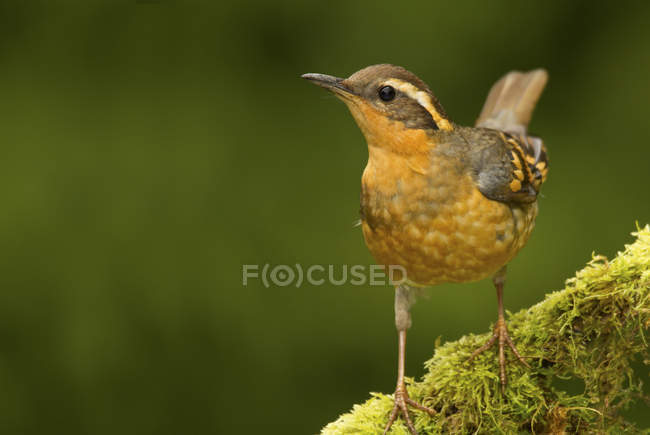 Varied thrush bird perched on mossy tree branch. — Stock Photo