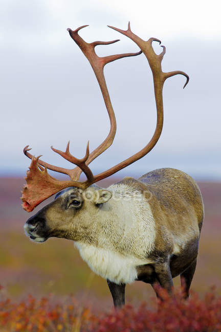 Barren-ground caribou bull standing on autumnal meadow in Barren Lands, Arctic Canada — Stock Photo