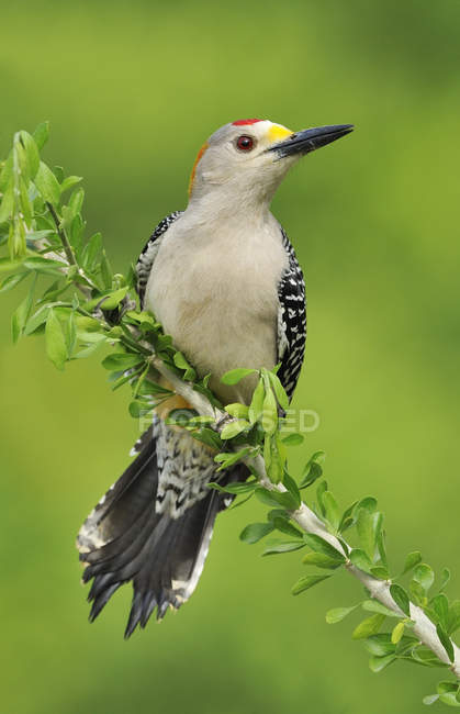 Golden-fronted woodpecker perched on branch with green leaves — Stock Photo
