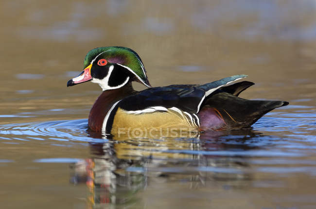 Pato de madeira em plumagem de reprodução em lagoa reflexiva, close-up . — Fotografia de Stock