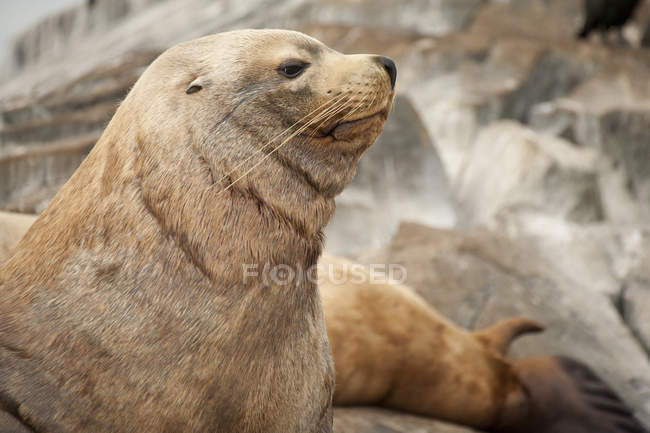Nahaufnahme von Seelöwen, die sich auf Rassenfelsen ausruhen, Victoria, Kanada — Stockfoto