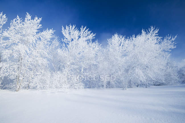 Campo con gelo coperto alberi vicino Estevan, Saskatchewan, Canada — Foto stock