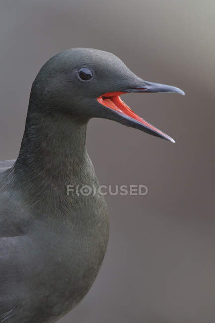 Black guillemot bird calling, portrait. — Stock Photo