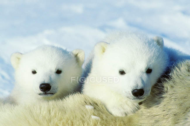Eisbärenjunge kuscheln auf weiblichem Tierfell im Schnee des arktischen Kanadas. — Stockfoto